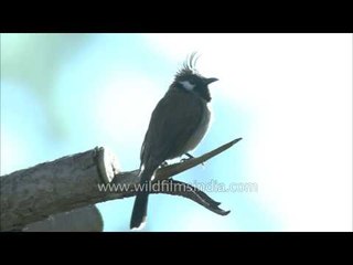 Red-whiskered Bulbul