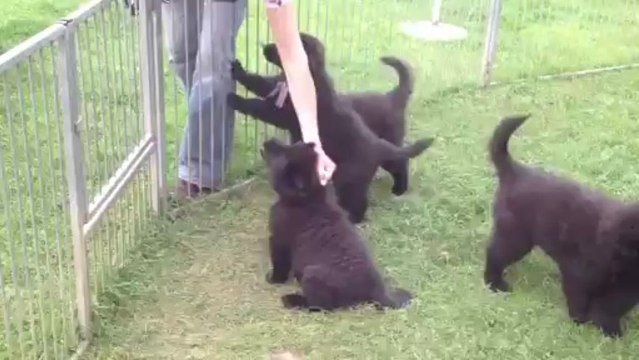 15 juin 2013 (2) : 8 semaines - rose grondé