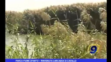Parco fiume Ofanto |  Rinvenuta carcassa di cavallo