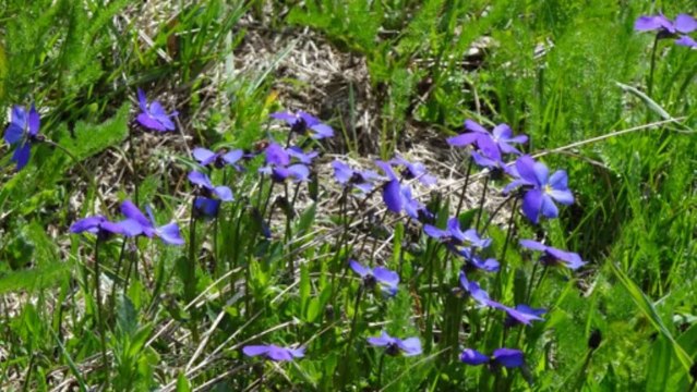 Gorges du Fier, Col de Jaillet, Combloux