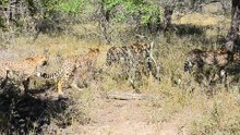 6 Cheetahs Hunting in Kruger Park
