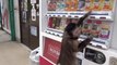 Singe utilise un distributeur de boissons