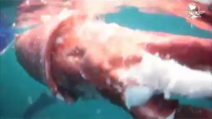 Un calamar gigante es atacado por un tiburón hambriento