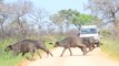 Buffalo herd stampeding over tourist road in Kruger National Park