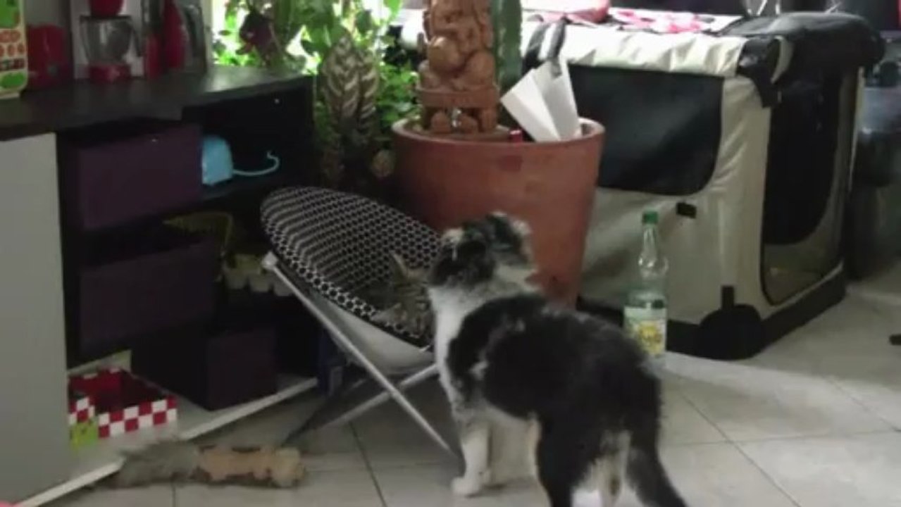 iokko et moustic