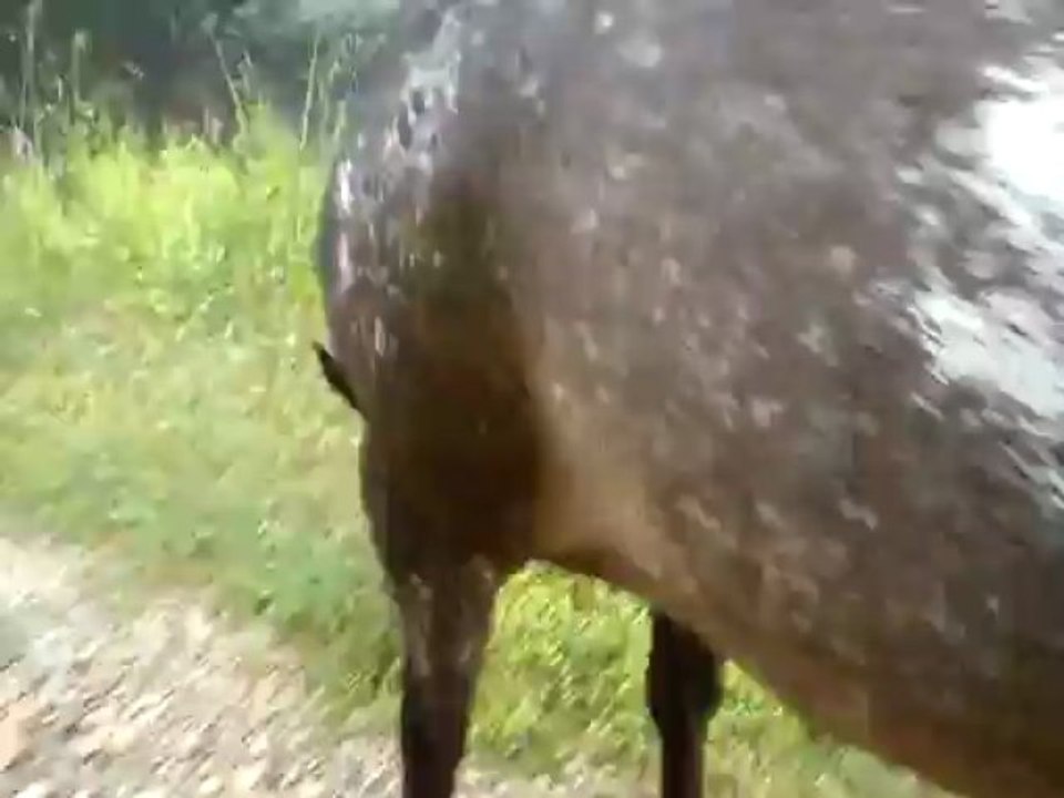 Dioux le 16-06-2013 (épisode 2)