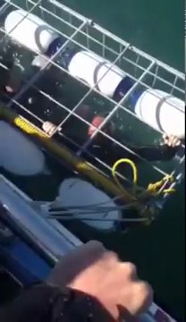 Grand Requin Blanc entre dans la cage des plongeurs