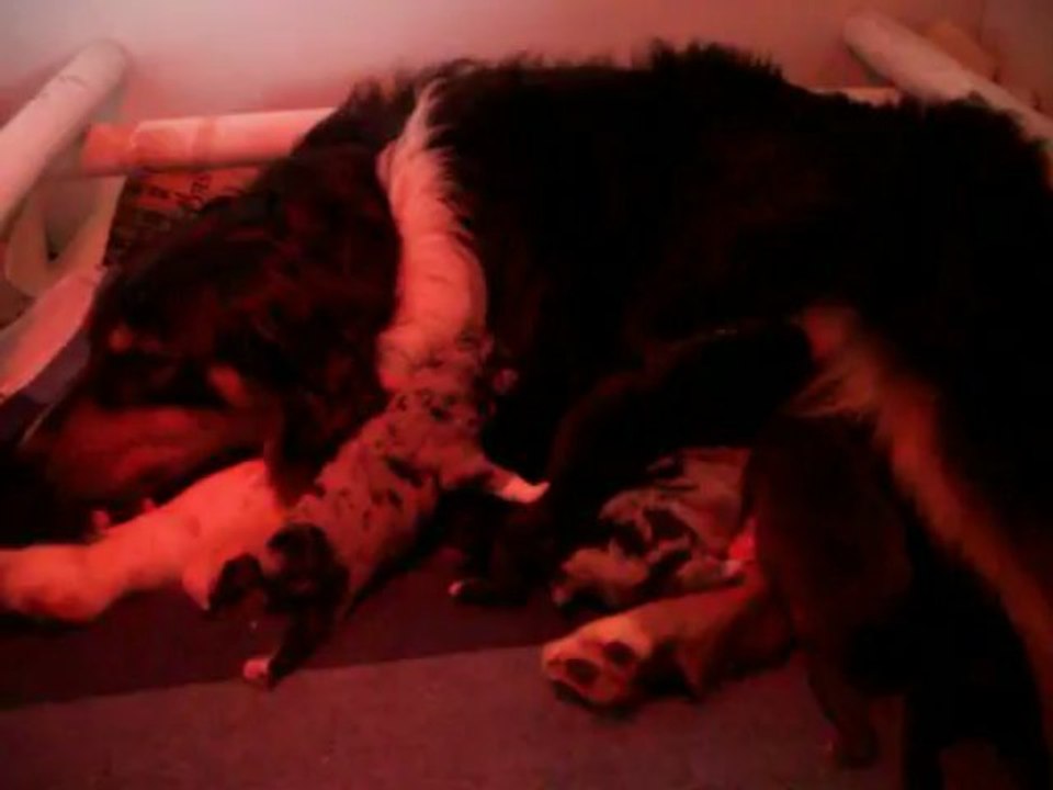 Les chiots de Fibule et Cap ont 3 jours