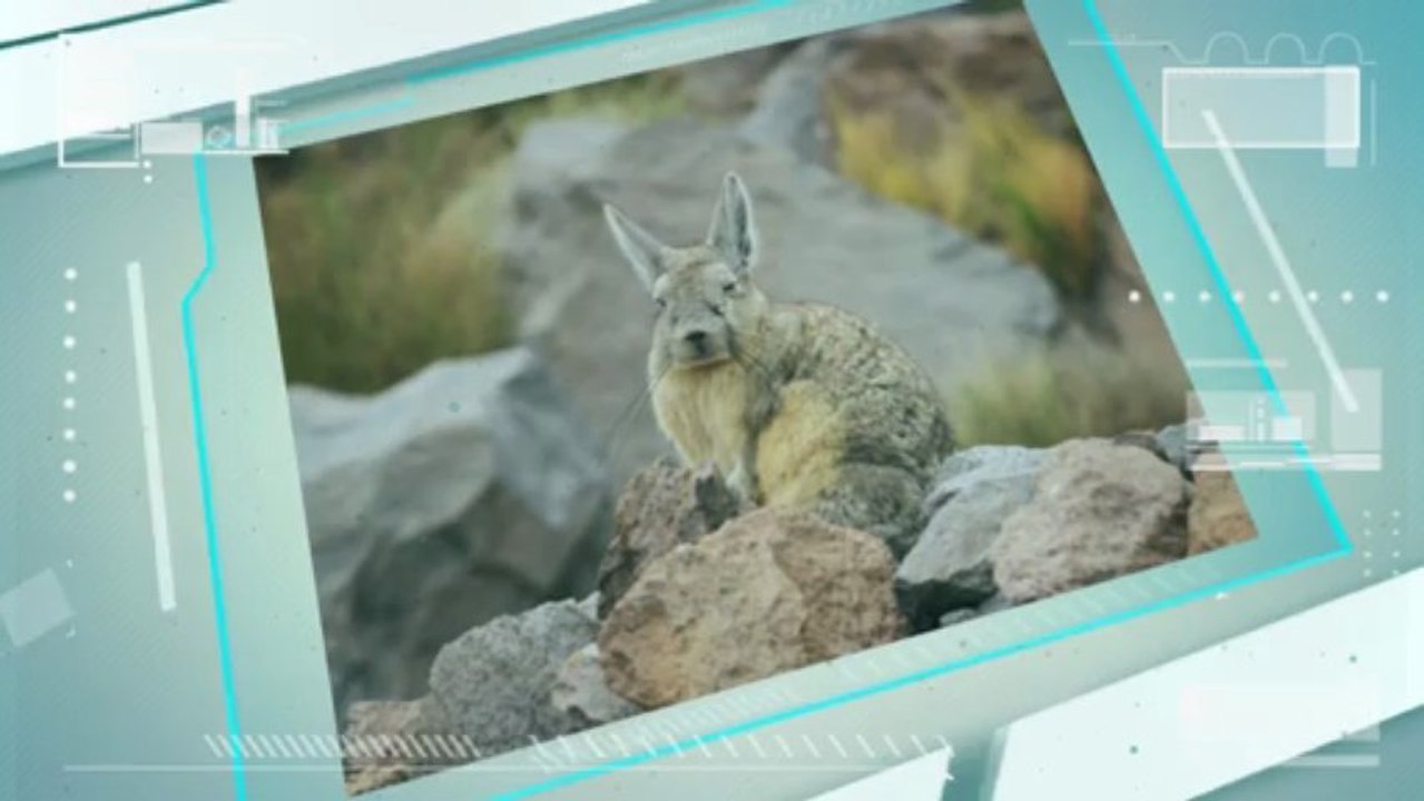 Unique Chinchilla Facts: What Makes a Chinchilla so Special?