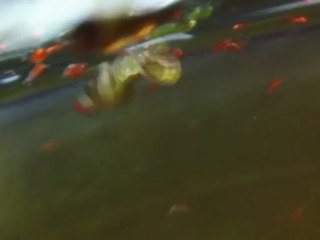 Hydracariens larves 2