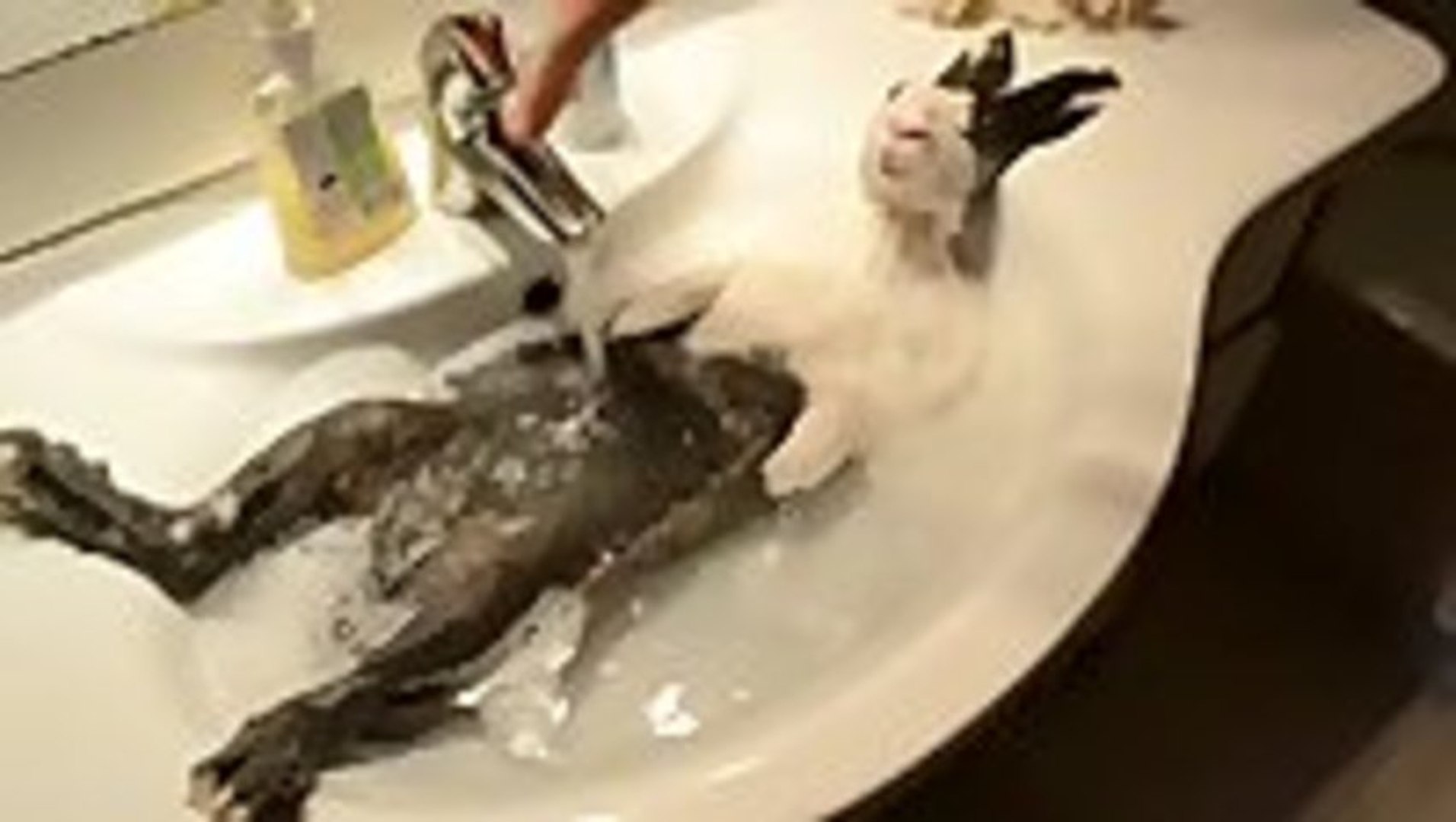 Rabbit Taking A Bath