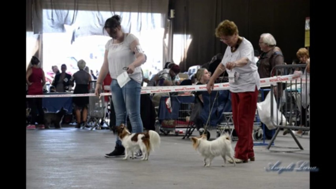 Exposition de Pontoise - 9 septembre 2012 (6ème expo de Gala)