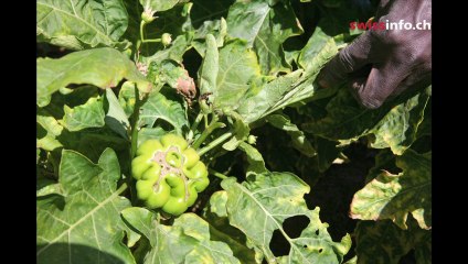 Halting a desert with the ‘Great Green Wall’