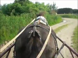 Promenade avec Aramis et Kaline - 16.06.13