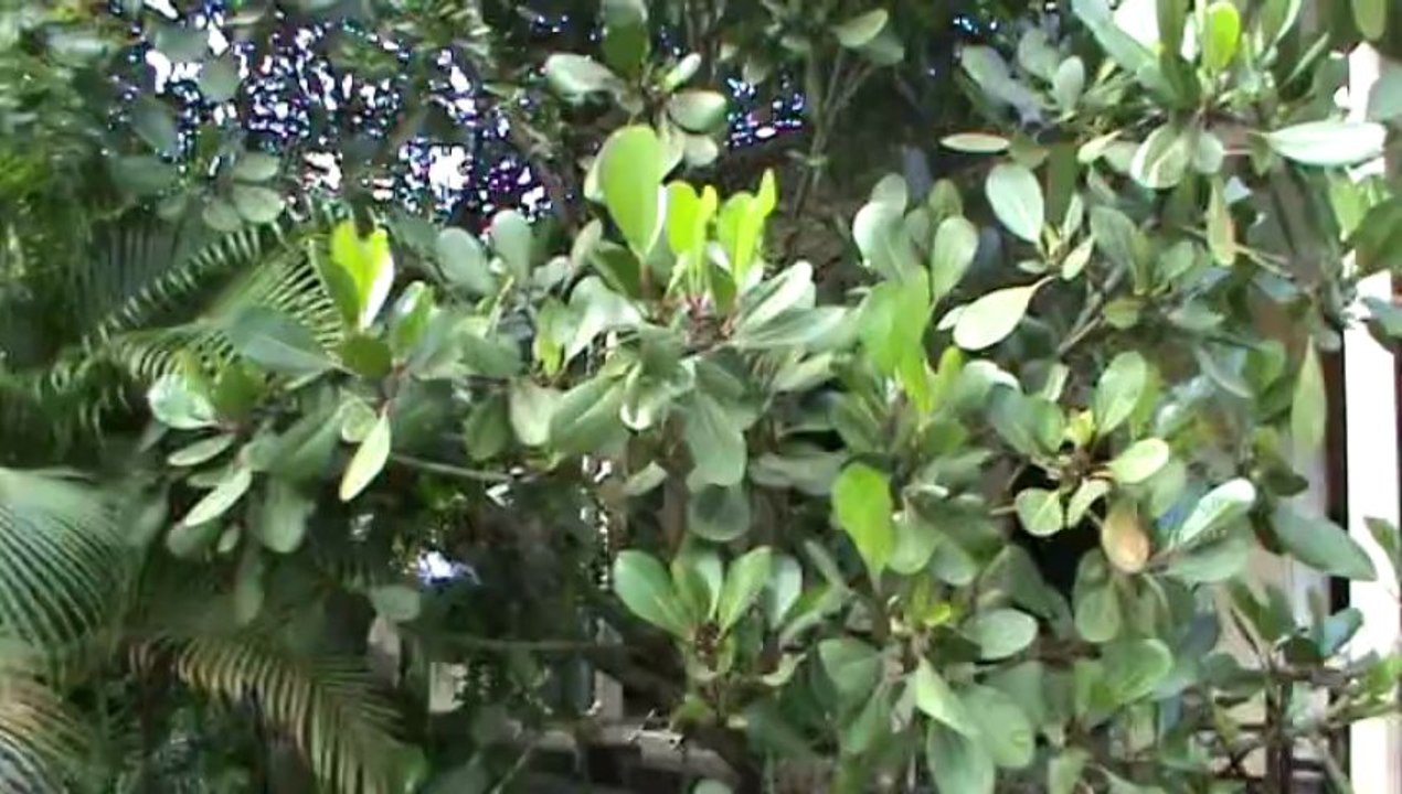 Mauritius Kochen im Kolonialhaus Eureka einkauf Markt Kreuzfahrten Fotos