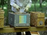 Installation de la ruche #2 parrainée par des particuliers