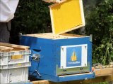 Installation des ruches parrainées par Dailymotion