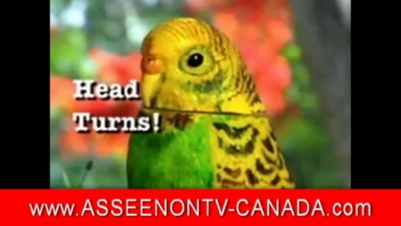 Polly Pet - Likelike Parakeet As Seen on TV Canada