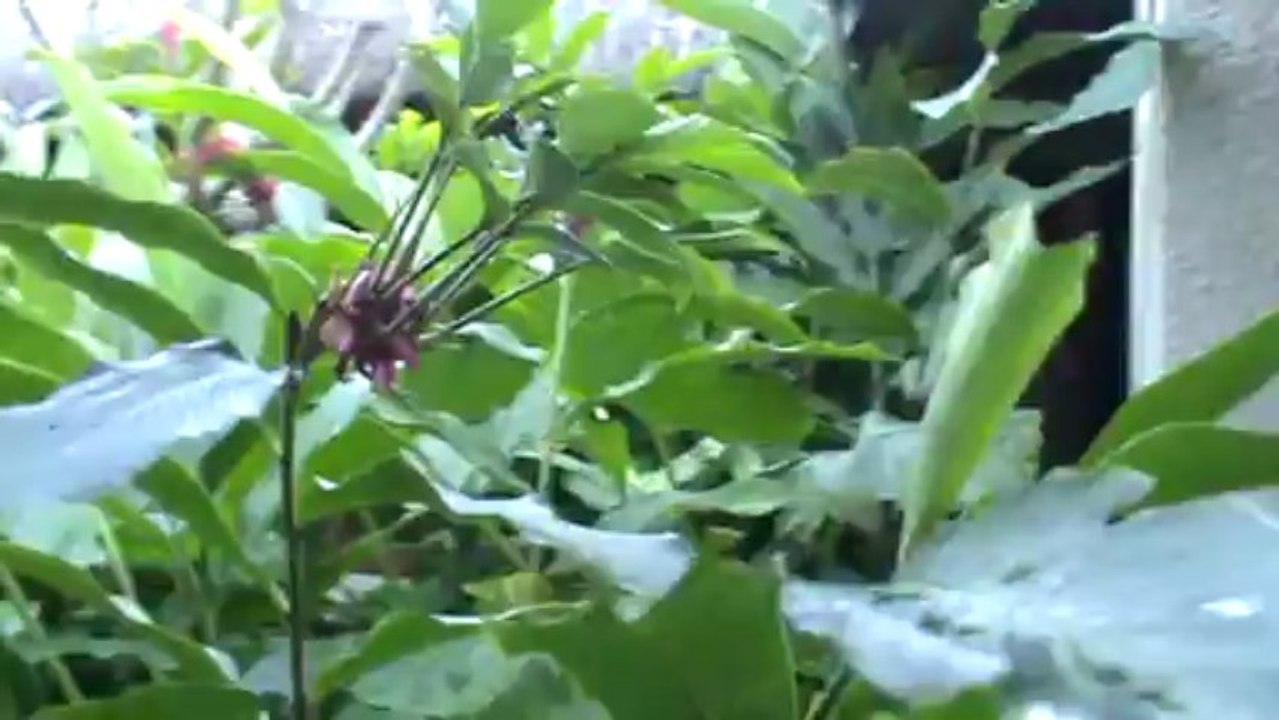 Mauritius Constance Belle Mare Plage Villas Belle Mare D Eau Douce Osten
