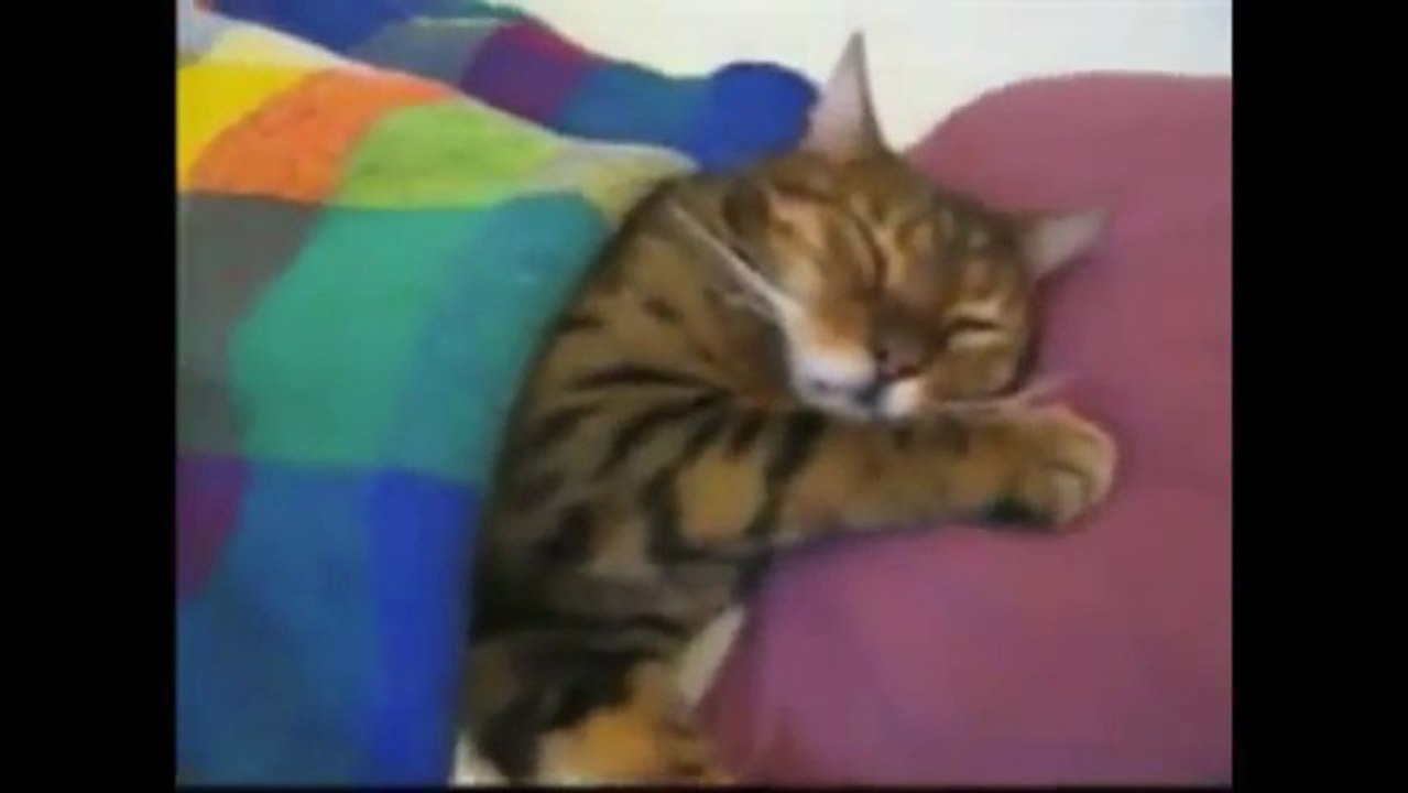 Chats qui dorment comme des humains