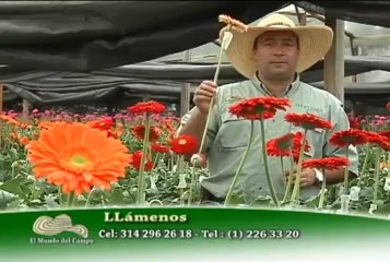 17 de junio de 2013 Inversiones Jacaranda web