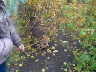 Сибирская кошка Кася