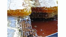 Propolis kaufen im honeycomb shop