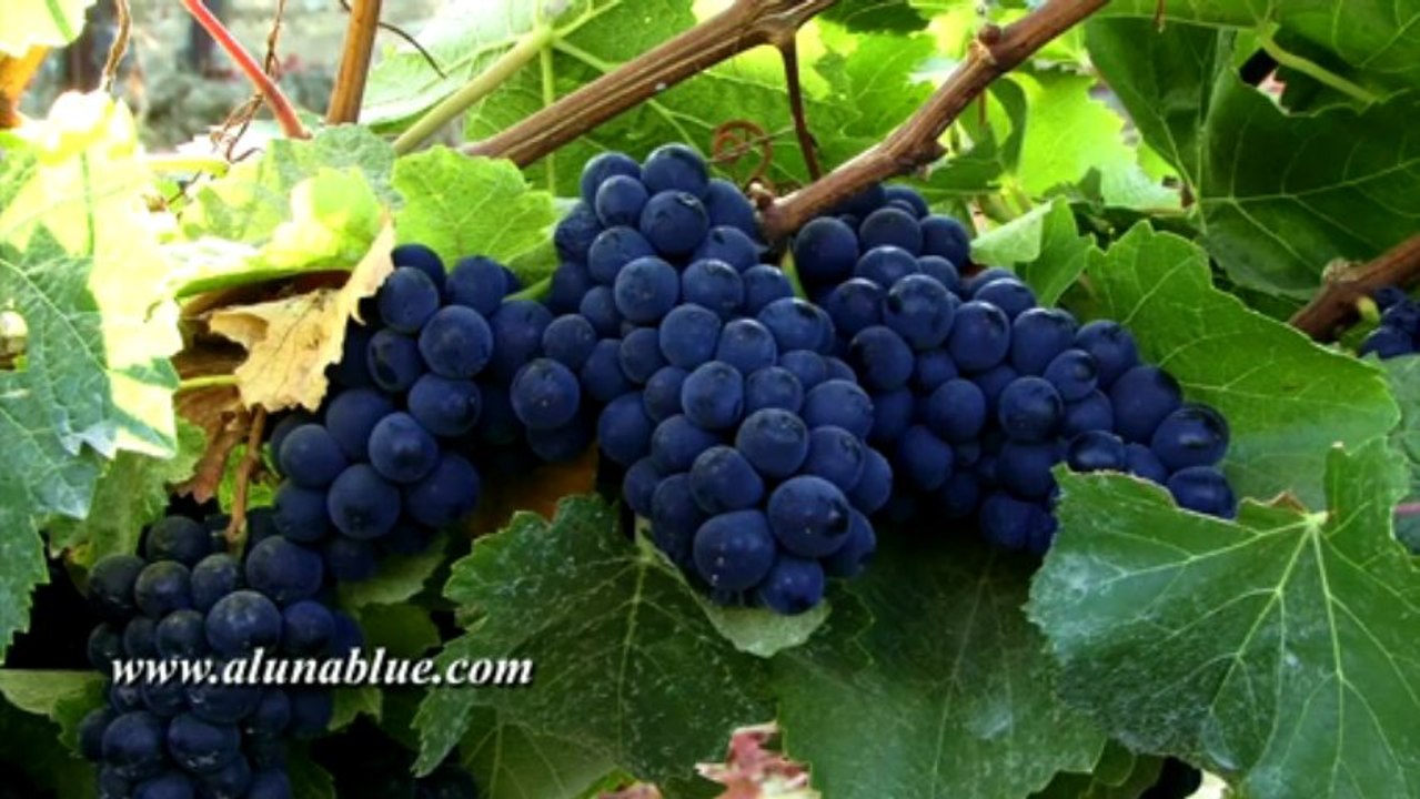 Stock Video - Wine Country 0102 - Stock Footage - Video Backgrounds