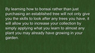Learn How to Bonsai