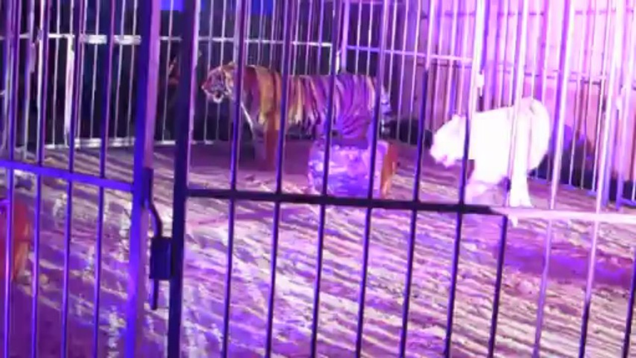 BAL MASQUE VERSAILLES  2013 (Tigre)