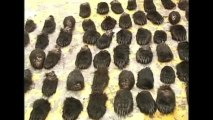 Russians detained for bear paw smuggling