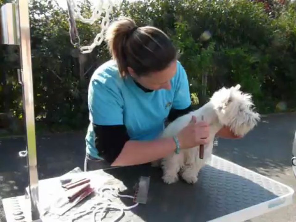 Séance épilation Westie : Hallienor de Plassan ouest Highland ( 7 mois )