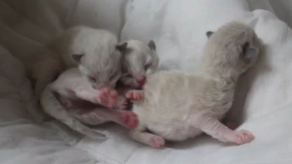 Chatons Ragdoll 5 jours