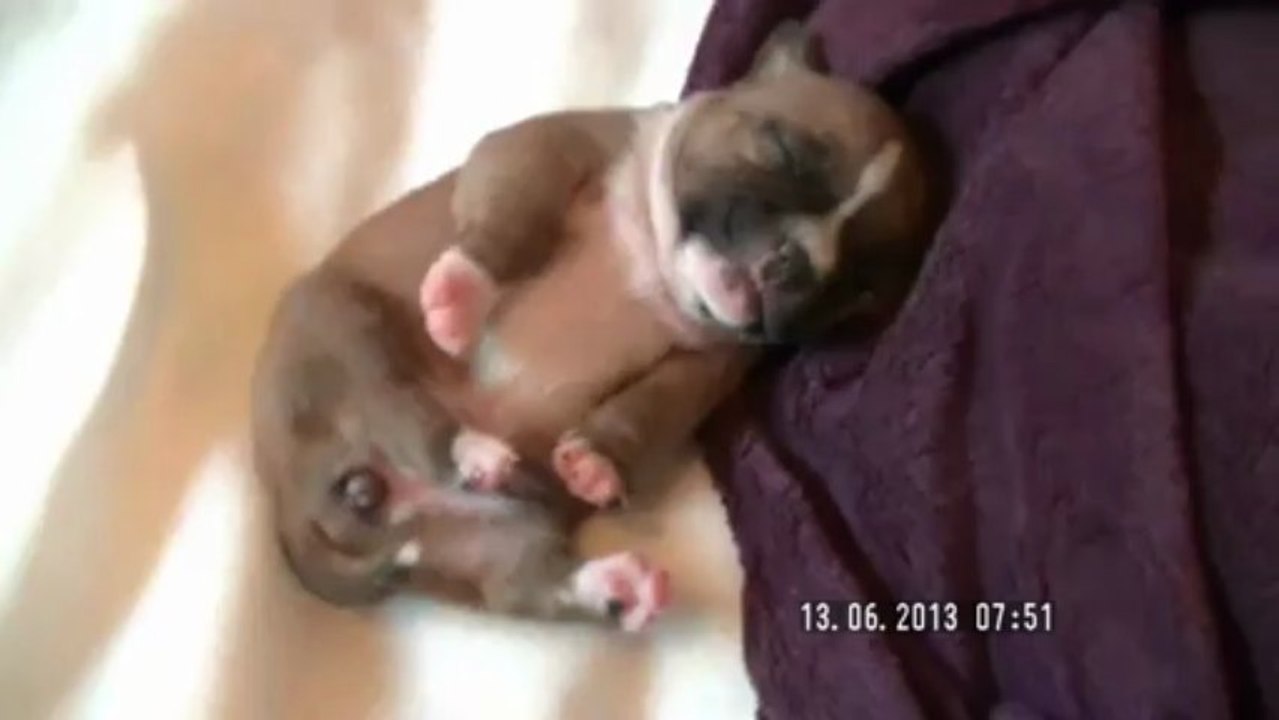 Chiot n°2 de la 11ème portée de Staffordland Elevage exclusif de staffordshire bull terrier ( staffie ) vidéo