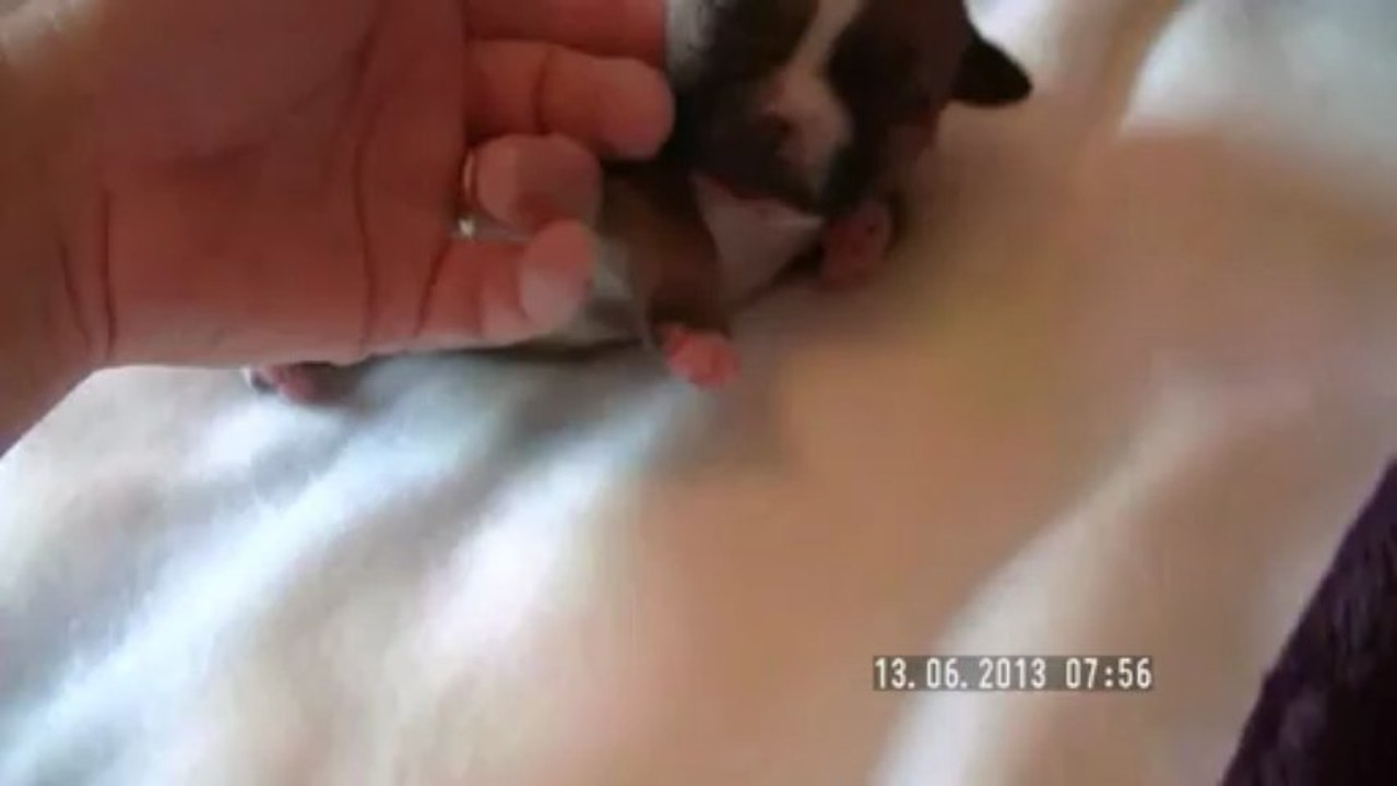 Chiot n°4 de la 11ème portée de Staffordland Elevage exclusif de staffordshire bull terrier ( staffie ) vidéo