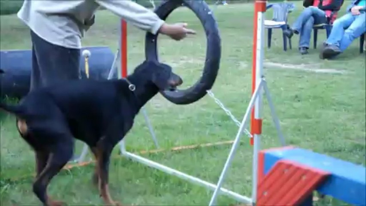 Hundeschule - Hasso und Co