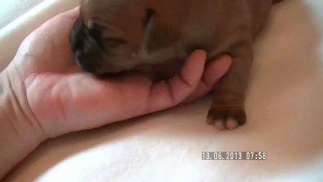 Chiot n°5 de la 11ème portée de Staffordland Elevage exclusif de staffordshire bull terrier ( staffie ) vidéo