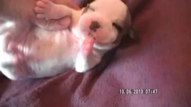 Chiot n°6 de la 11ème portée de Staffordland Elevage exclusif de staffordshire bull terrier ( staffie ) vidéo