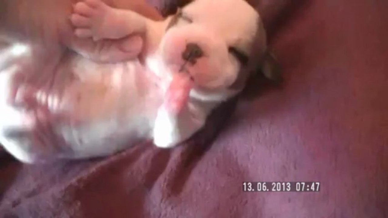 Chiot n°6 de la 11ème portée de Staffordland Elevage exclusif de staffordshire bull terrier ( staffie ) vidéo