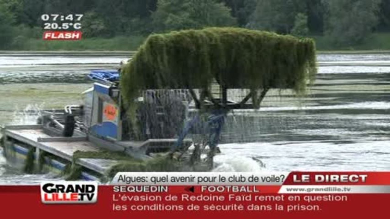 Des algues vertes au Lac du Héron ! (Villeneuve d'Ascq)