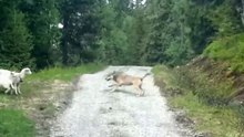 Волк нападает на овец / A wolf attacks sheep in Norway
