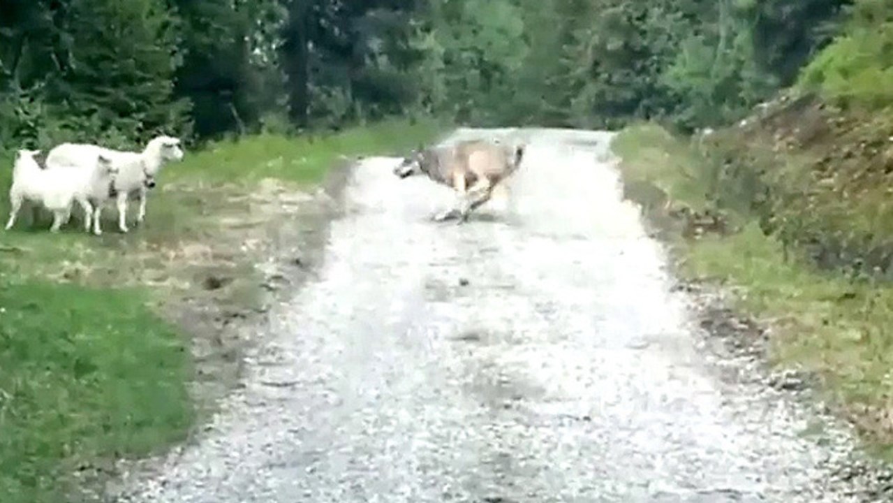 Mother Sheep Versus Lone Wolf