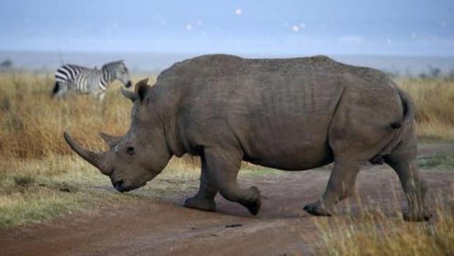 Poisoning horns to save S Africa rhinos