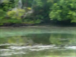 Ile des pins: crabes de mangrove