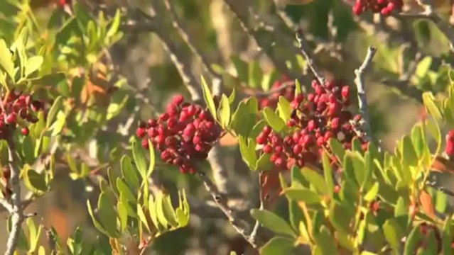 La biodiversitat de les Terres de l'Ebre
