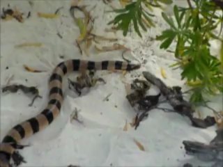 Nouvelle Calédonie, serpents tricots rayés sur l'ilot nokanhui