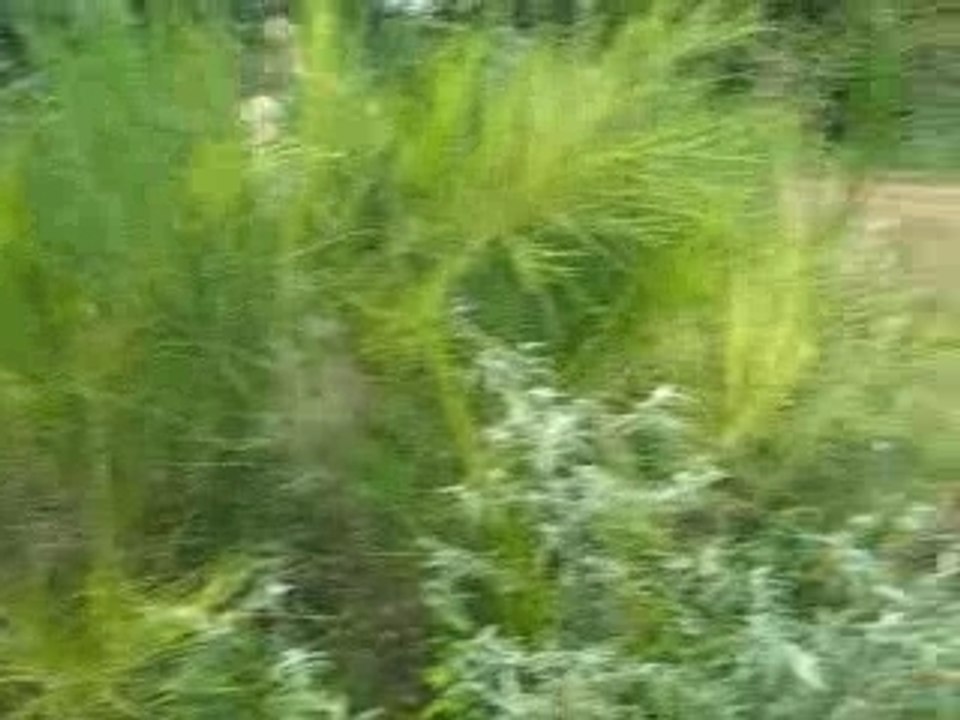 max dirteur garden limoges