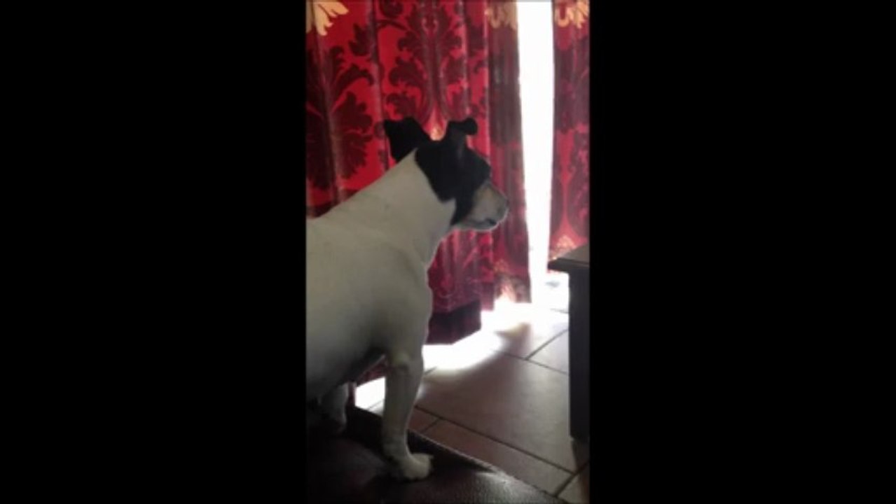 le chien qui kif la TV