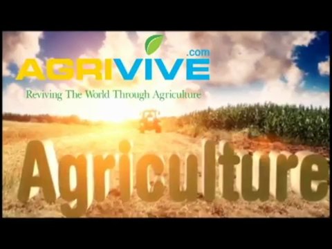 AGRIVIVE.com Buy Bulk Corn, Maize, Feed Corn, Corn Feed, Corn Gluten Feed, Feed Corn Prices, Corn for Chicken Feed