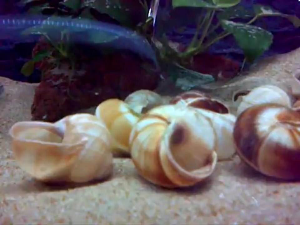 Pontes Neolamprologus Multifasciatus Sauvages (Zambie)